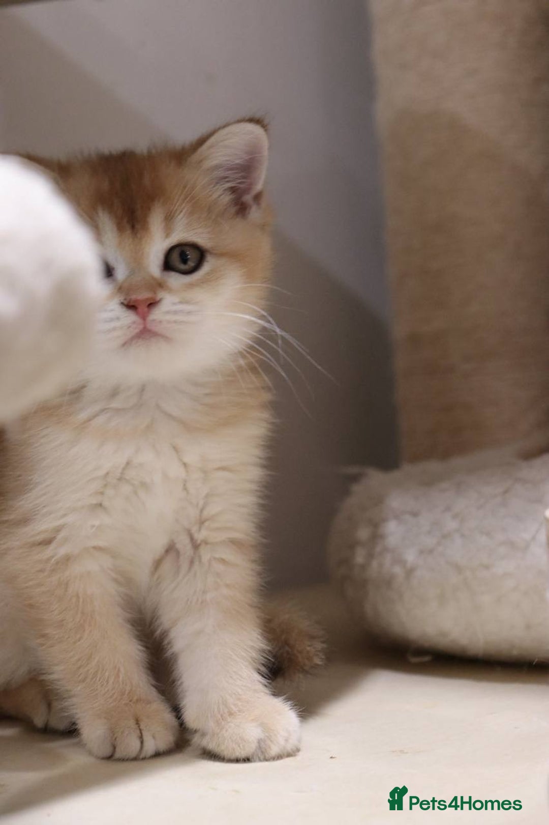 British Shorthair cats for sale: Stunning Champion Bloodlines kittens  - Advert 7