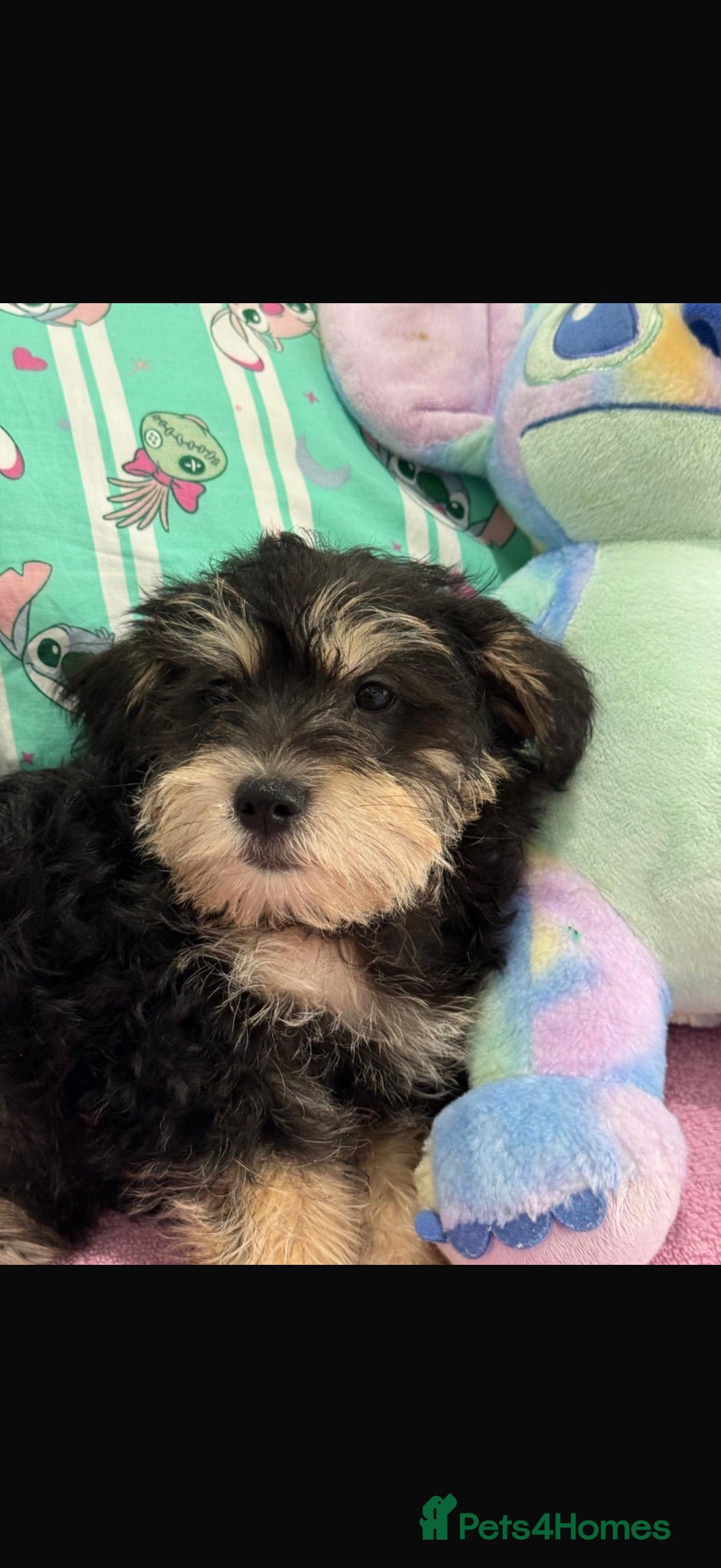 Mixed Breed dogs Mini schnauzer  - Advert 2