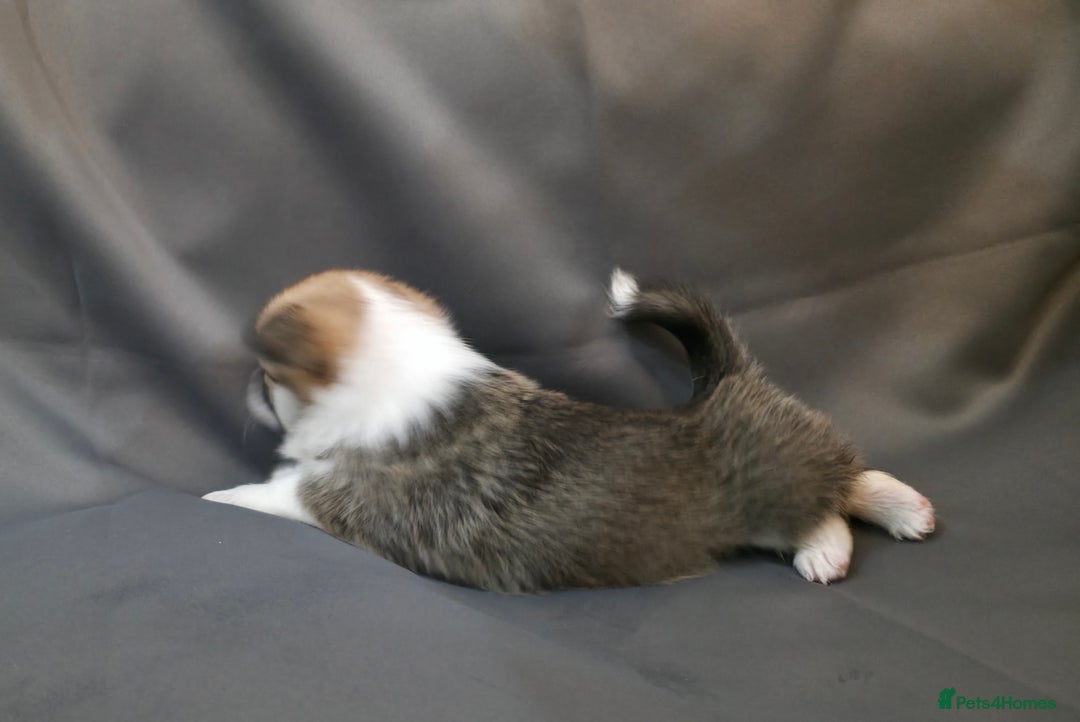 Welsh Corgi Pembroke dogs for sale: 33rd Generation RKC Pembroke Corgi Pups - Advert 4