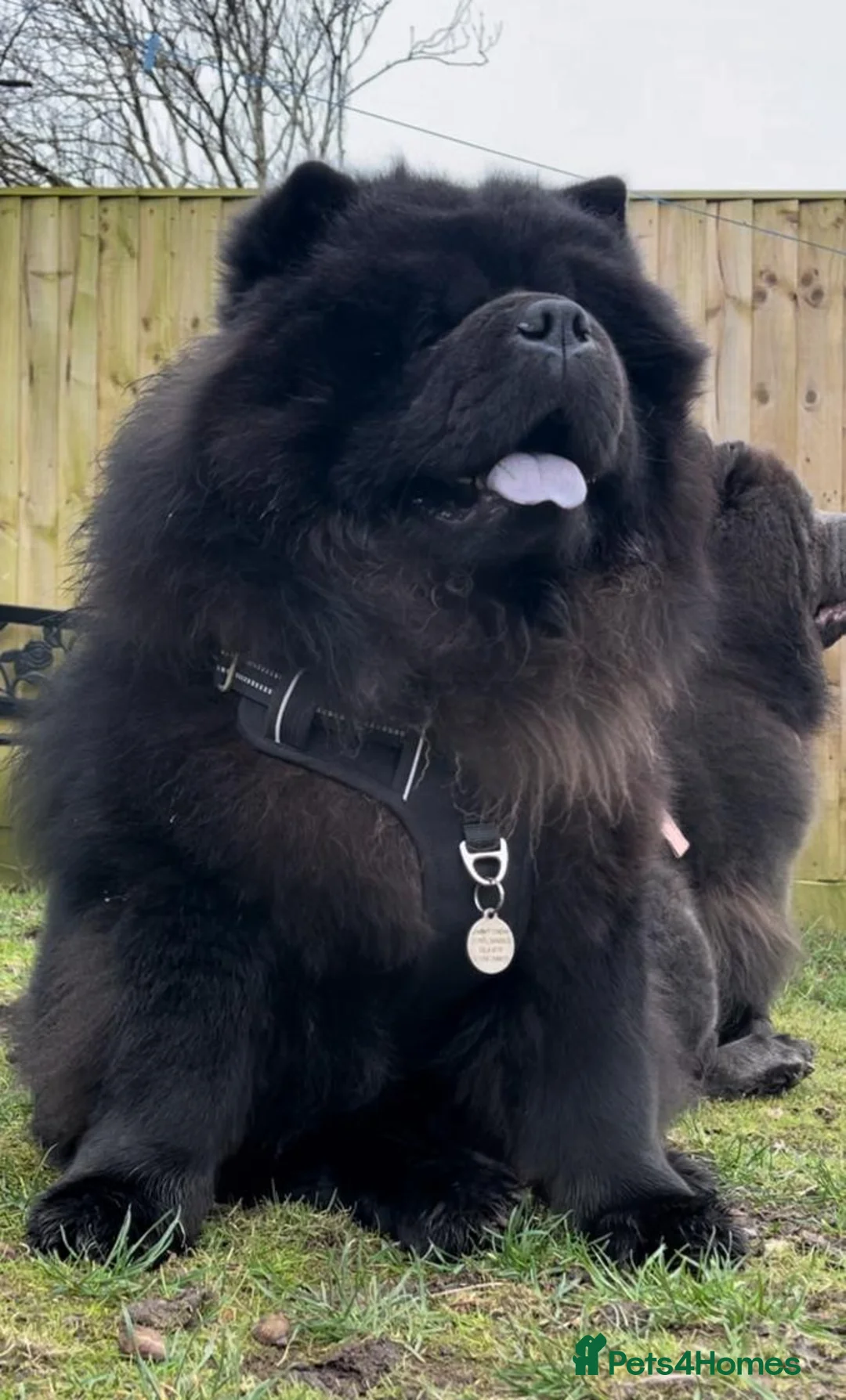 Chow Chow dogs for stud: Sire JIMMY , rainbow producer . in Gloucester - Advert 7