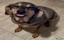 Mixed Breed dogs for sale: Mixed breed rescue dog from Cyprus  - Image 1