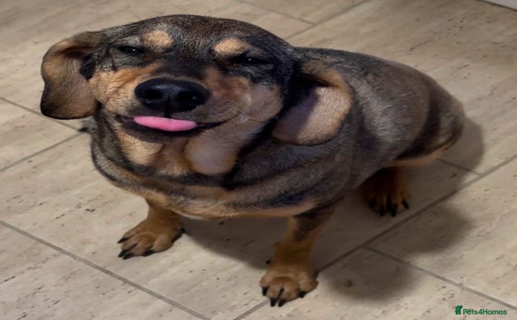 Mixed Breed dogs - Advert 1