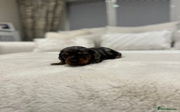 Dachshund dogs for sale: dachshund pups dapple and black & tan - Advert 19