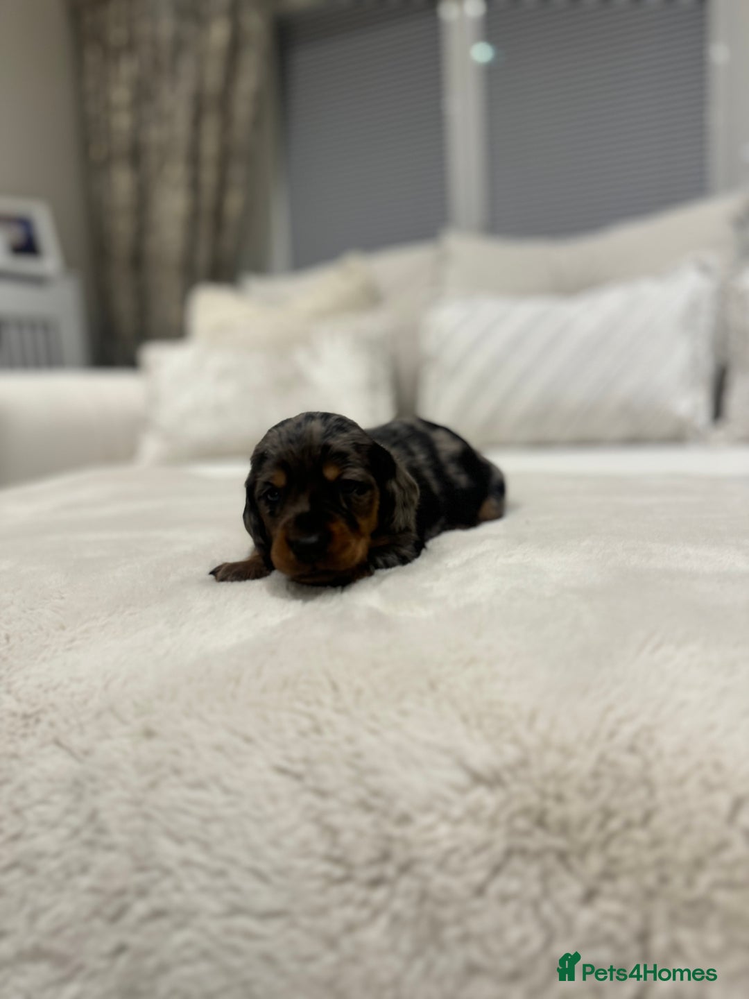 Dachshund dogs for sale: dachshund pups dapple and black & tan - Advert 19