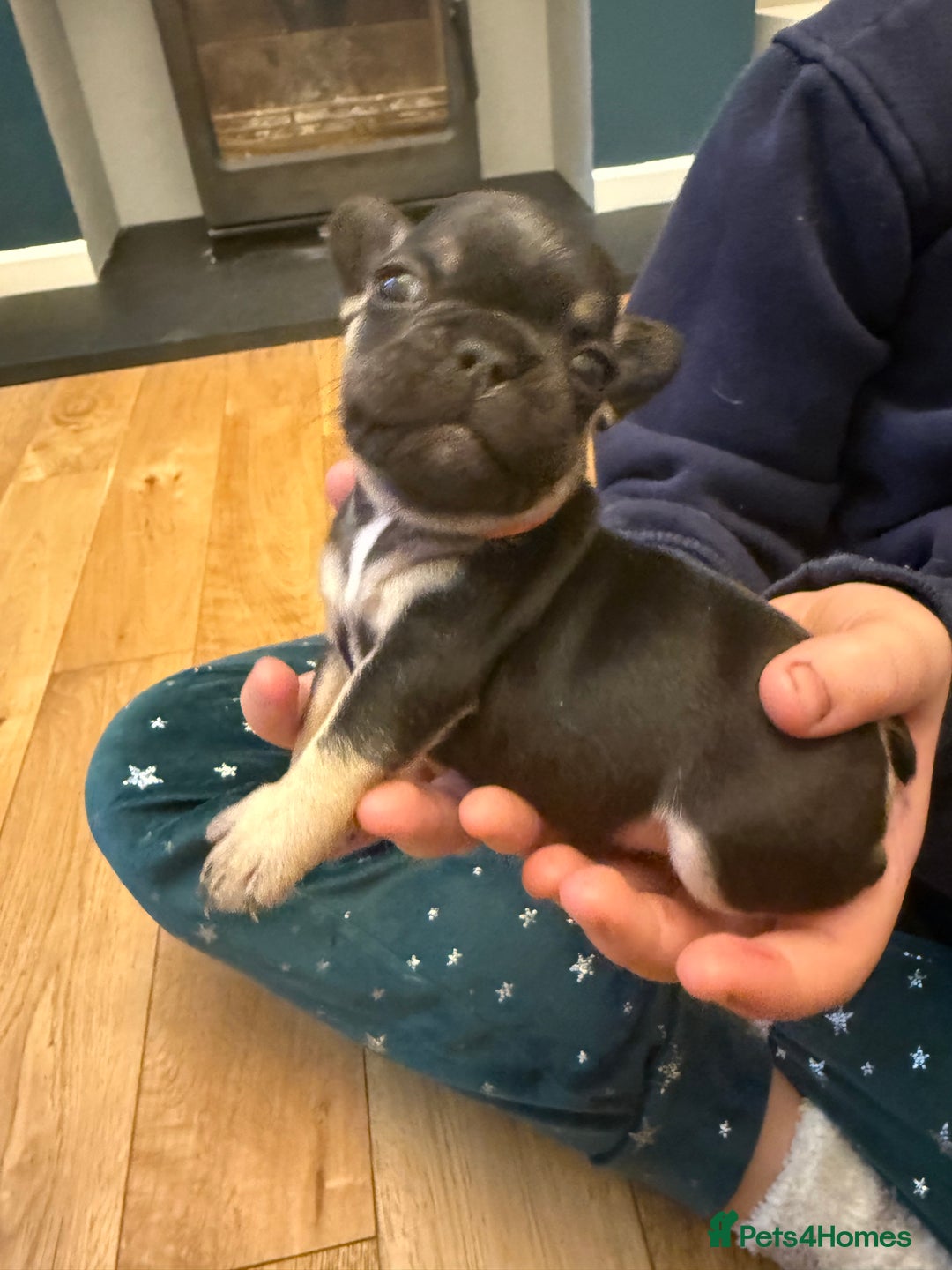 French Bulldog dogs for sale: Beautiful Pups – Looking for Their Forever Homes - Advert 18