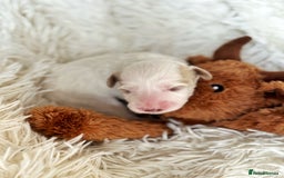 Australian Labradoodle dogs for sale: Pure Multigen Australian Labradoodle Puppies - Image 26