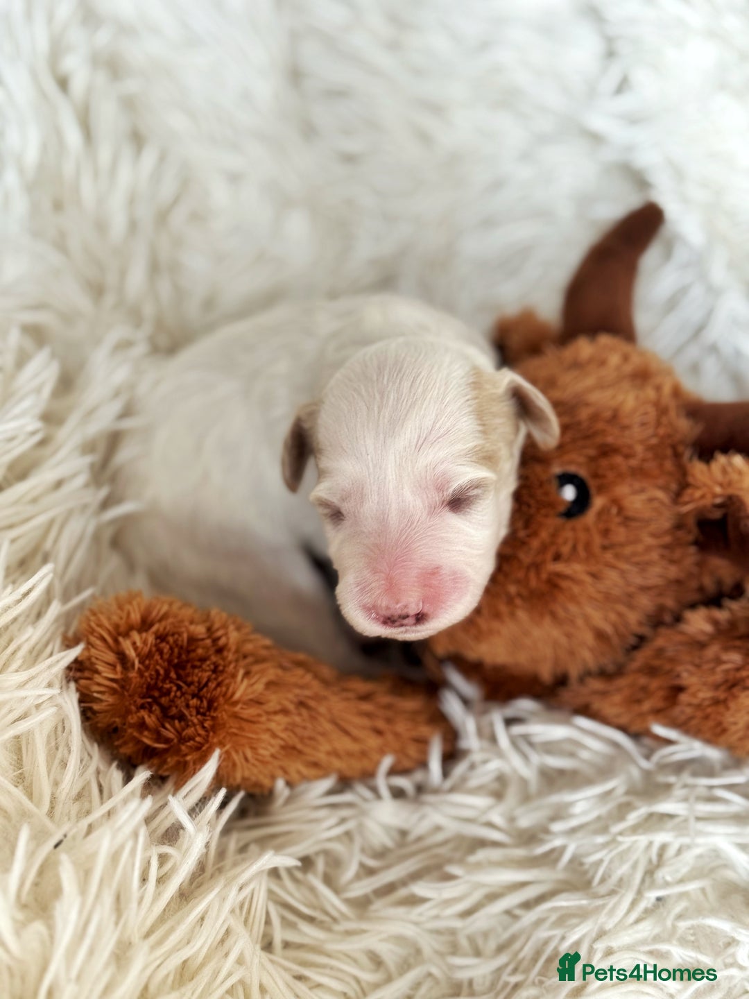Australian Labradoodle dogs for sale: Pure Multigen Australian Labradoodle Puppies - Image 26