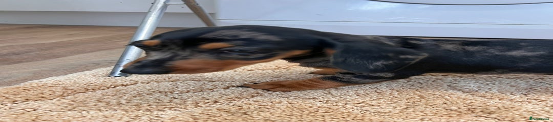 Dachshund Puppy 3