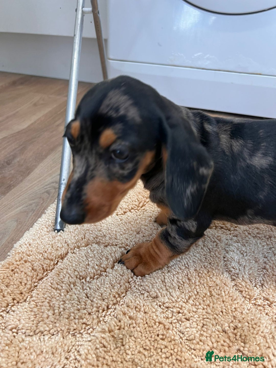 Dachshund dogs for sale: Dachshund pups - Image 3