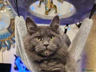 Maine Coon cats 🔥*STUNNING Litter of 6 Solid*💎*Blue Maine Coon💎 - Advert 3