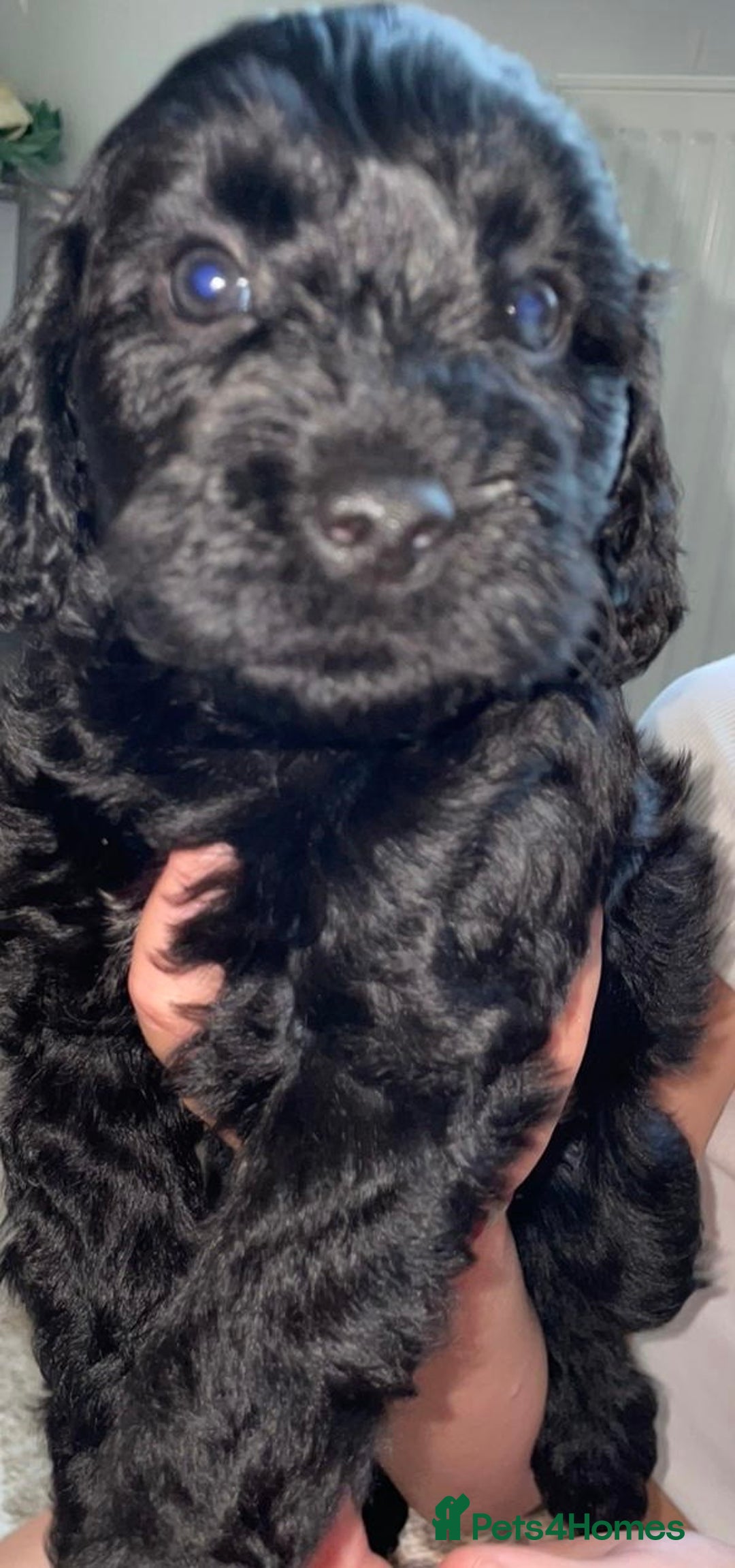 Cavapoo dogs for sale: Maltipoo  - Image 6