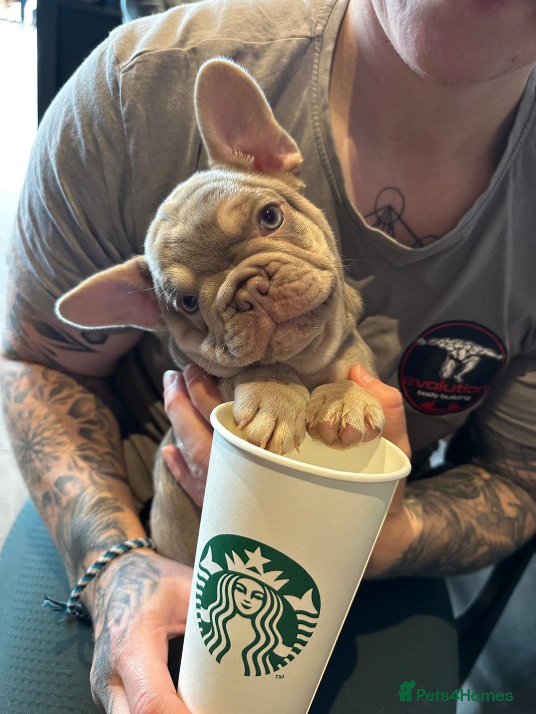 French Bulldog dogs for stud: Stunning Isabella & Tan boy fluffy L4 for Stud in Dundee - Image 21