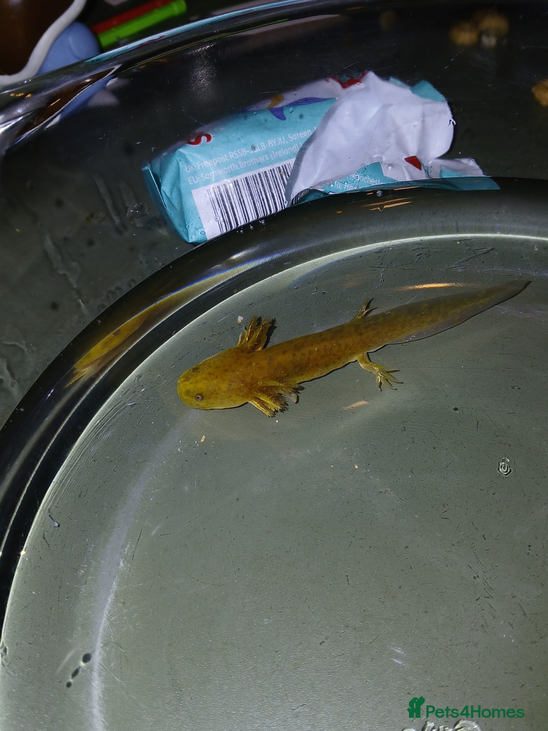 Other/Mixed Breed fish for sale: Axolotls babies gold and copper  - Advert 10