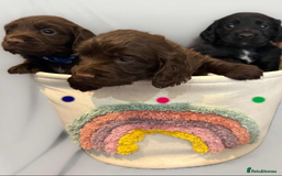Cocker Spaniel dogs for sale: Cocker spaniel pups KC REG & COUNCIL LICENSED  - Image 12
