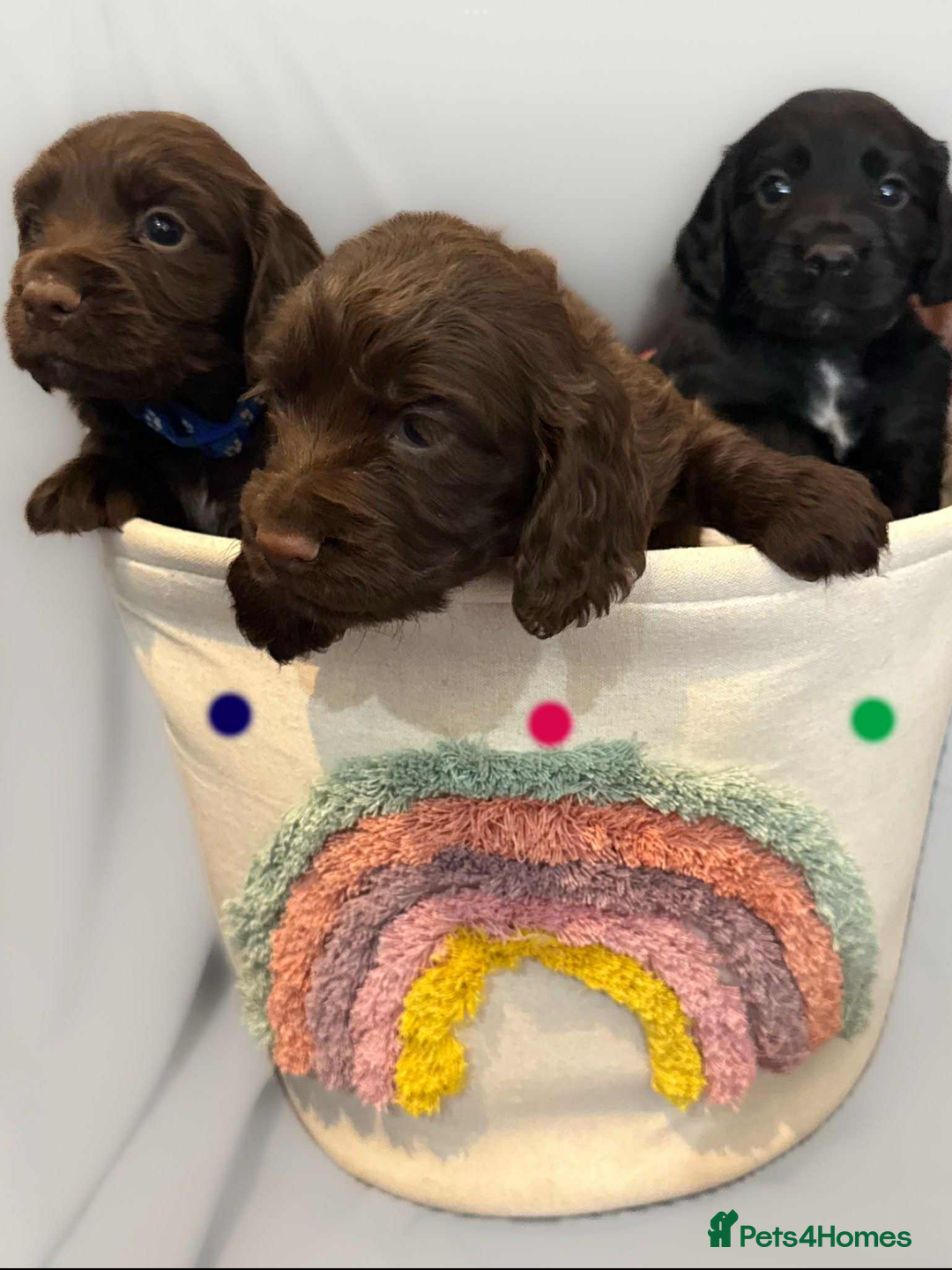 Cocker Spaniel dogs for sale: Cocker spaniel pups KC REG & COUNCIL LICENSED  - Image 12