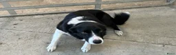 Border Collie dogs for sale: Buster  - Advert 1