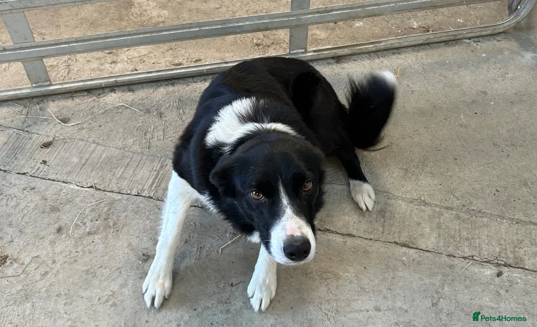 Border Collie dogs for sale: Buster  - Advert 1