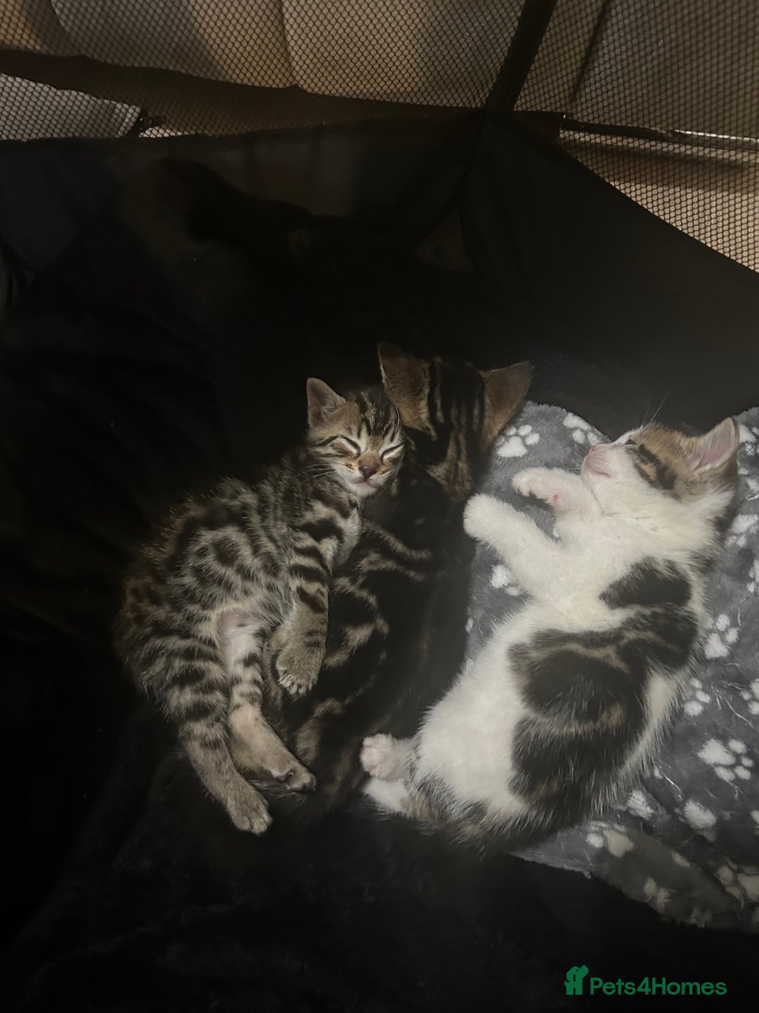 Bengal cats for sale: Half Bengal kittens   - Image 9