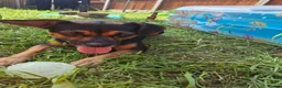 Mixed Breed dogs for sale: Looking for forever home in Crewe - Advert 3