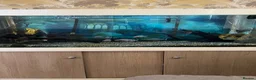 Piranhas fish for sale: Piranha tank  - Advert 1