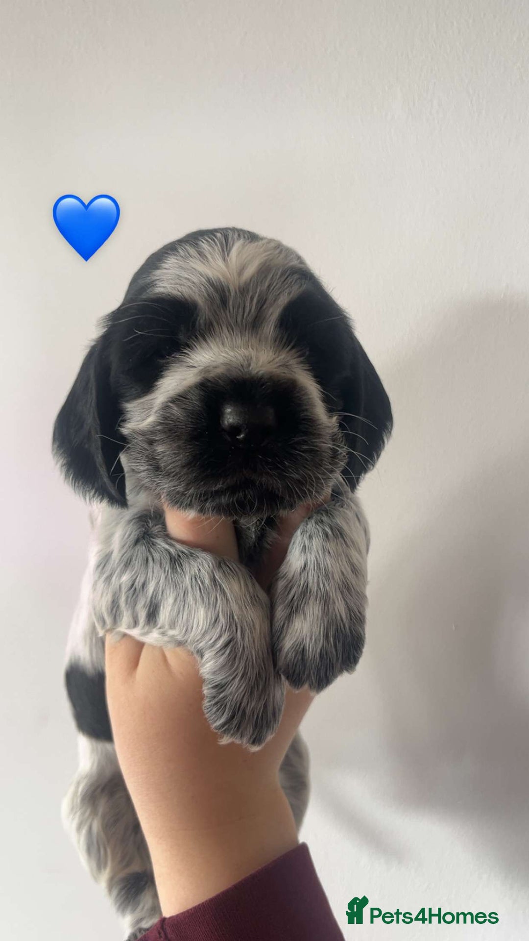 Cocker Spaniel dogs for sale: KC registered Show Type Cocker Spaniels - Image 14