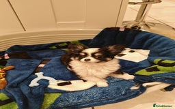 Chihuahua dogs for sale: 1 x Chihuahua Puppy for sale - Image 2