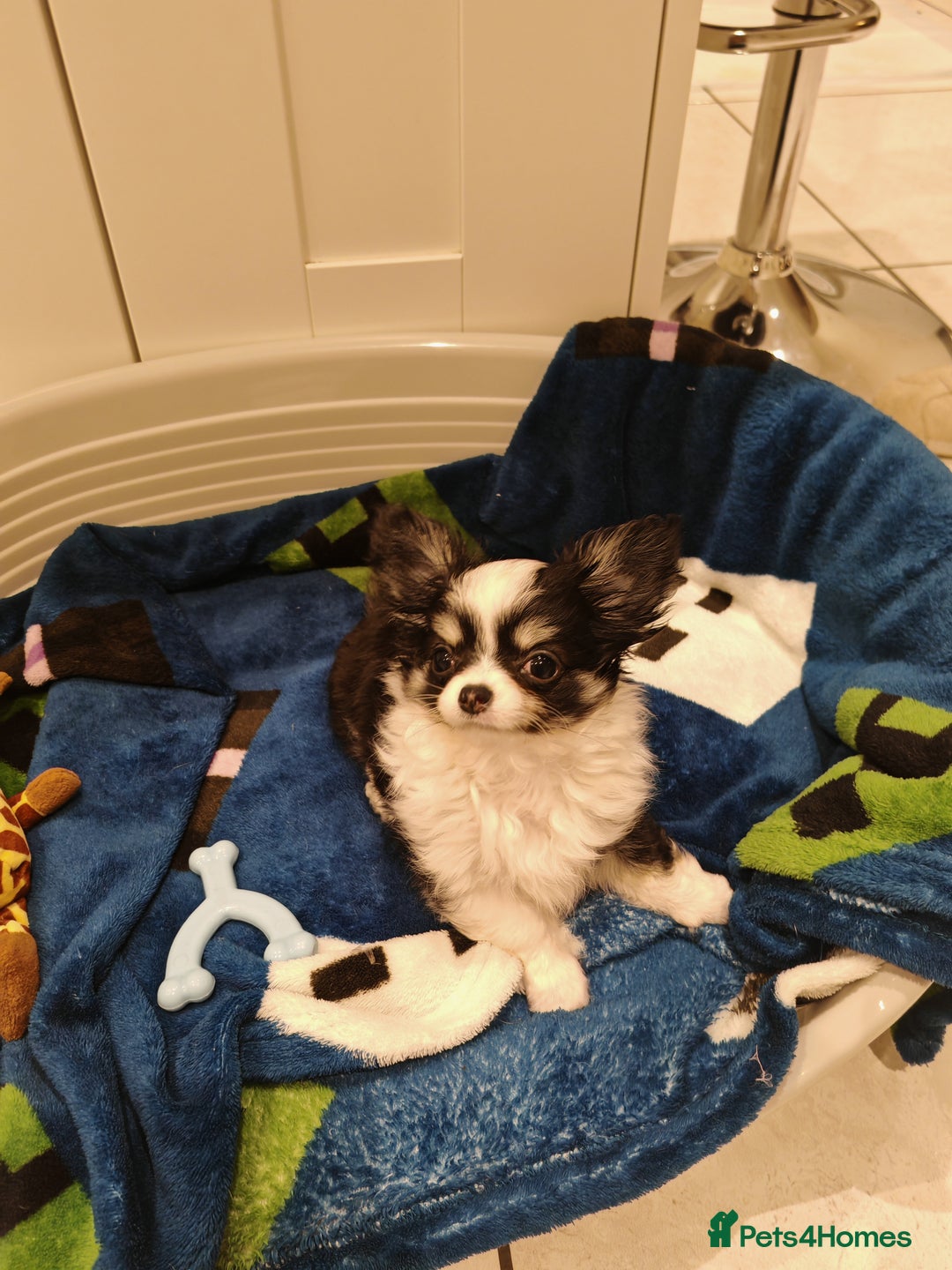 Chihuahua dogs for sale: 1 x Chihuahua Puppy for sale - Image 2