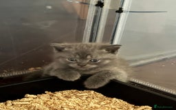 British Shorthair cats for sale: Beautiful British short hair kitten  - Image 23