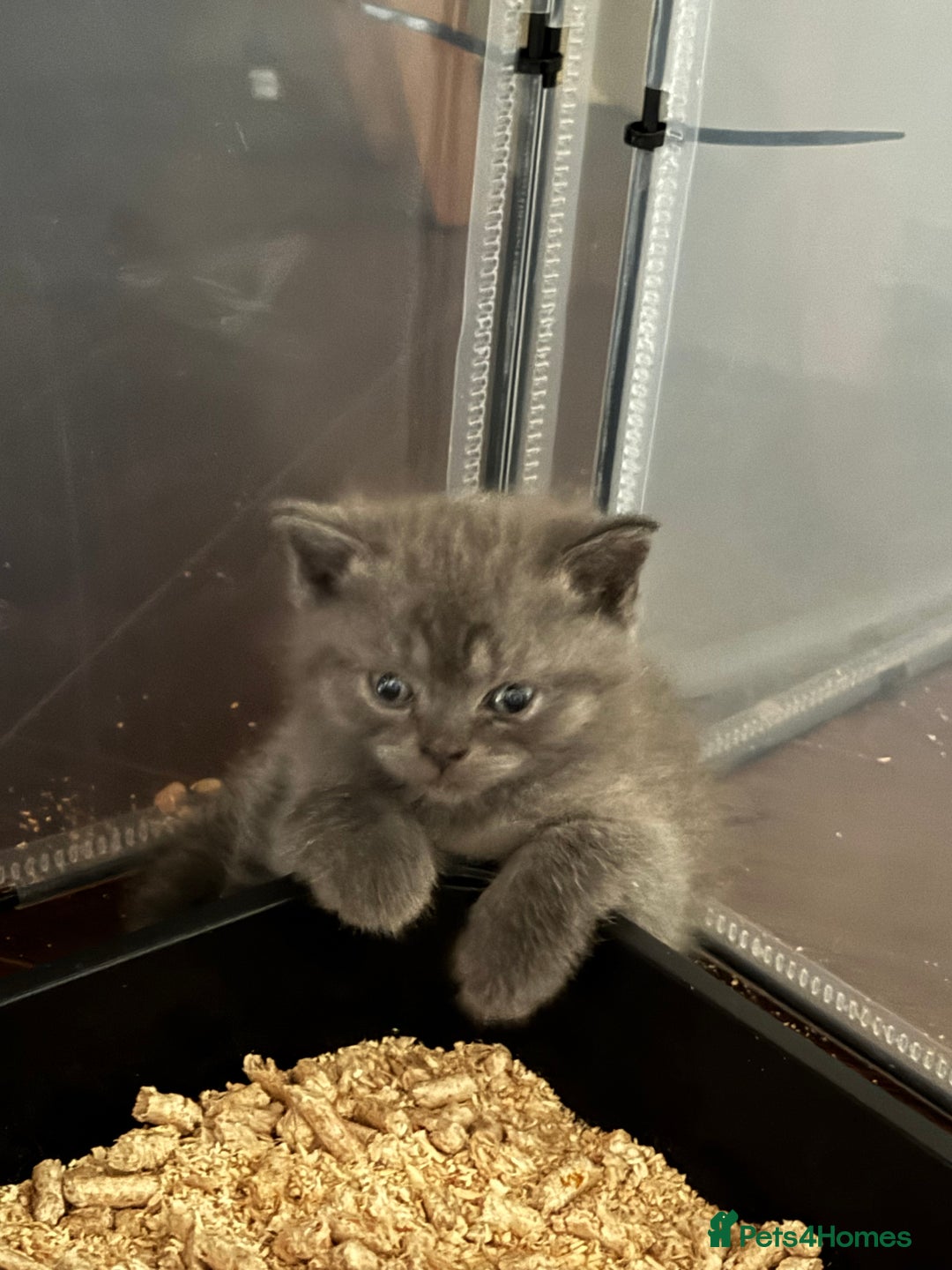 British Shorthair cats for sale: Beautiful British short hair kitten  - Image 23
