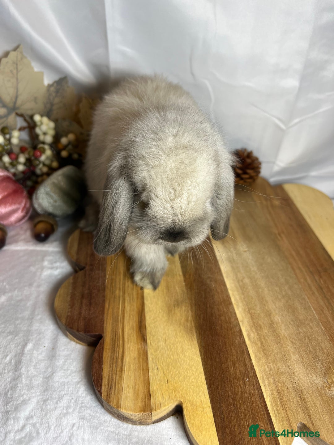 Mini Lop rabbits for sale: Beautiful Baby Mini lop Doe - Image 1