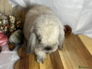 Mini Lop rabbits - Advert 6
