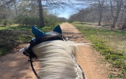 Irish Cob horses for sale: Mothers Dream - Advert 2