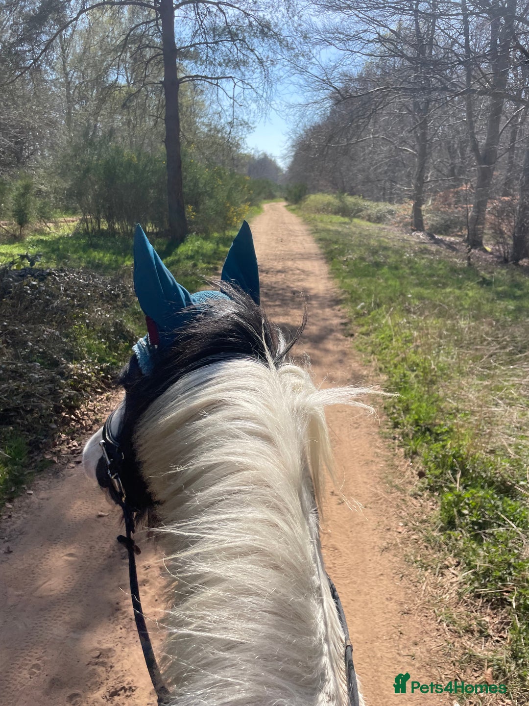 Irish Cob horses for sale: Mothers Dream - Advert 2