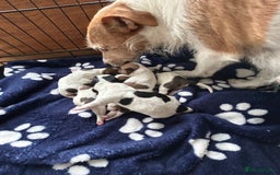Jack Russell dogs for sale: Pure Jack Russell puppies ready now - Image 11