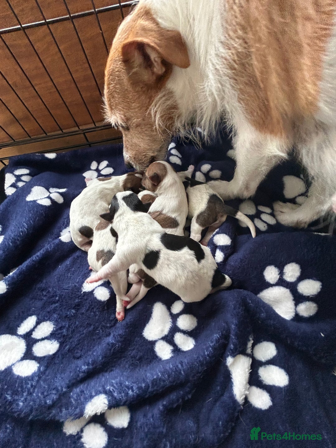Jack Russell dogs for sale: Pure Jack Russell puppies ready now - Image 11
