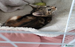 Mixed Breed cats for sale: Tabby kitten, female - Image 2