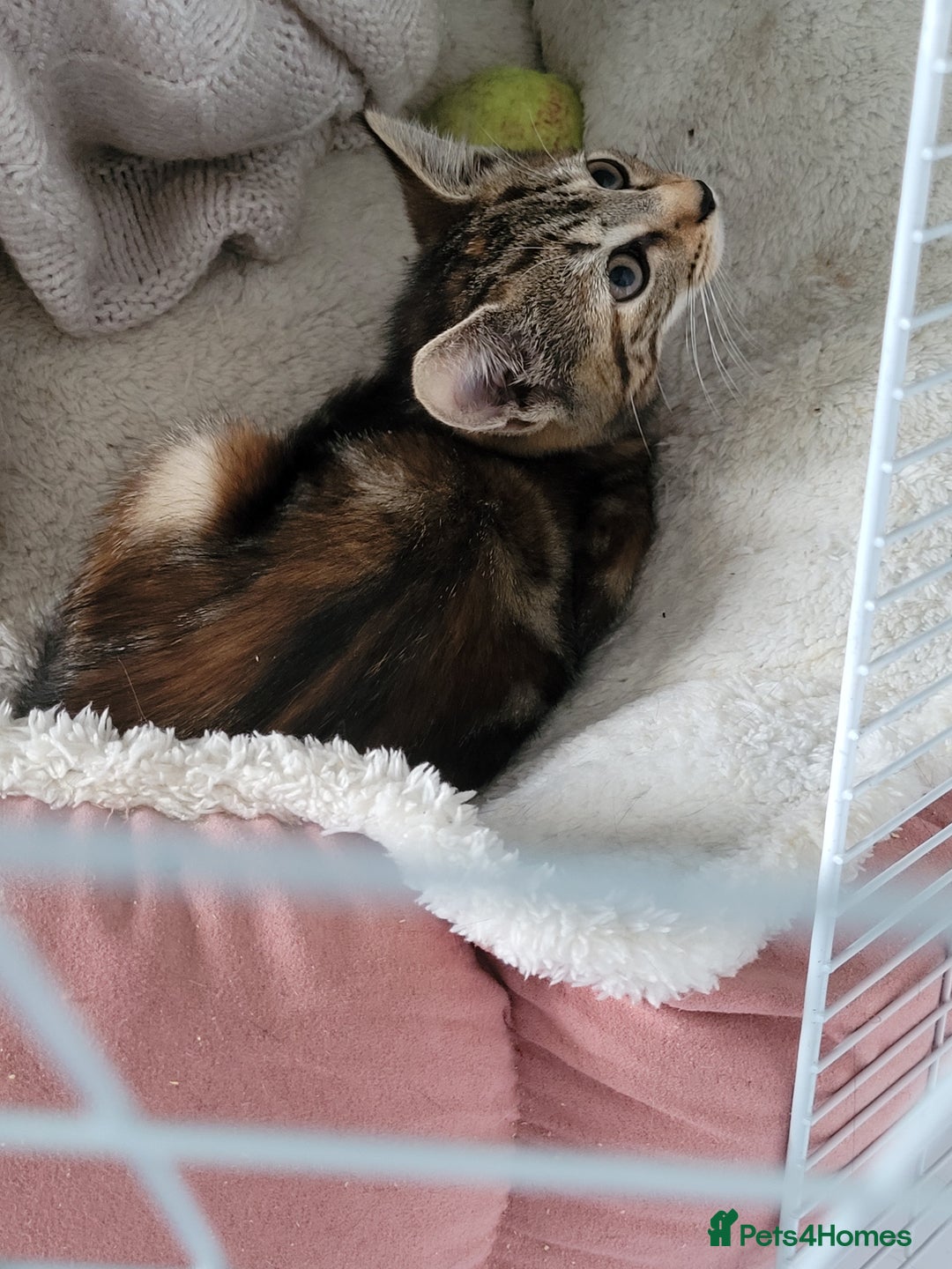 Mixed Breed cats for sale: Tabby kitten, female - Image 2