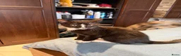 Mixed Breed cats for sale: 10 weeks old Kittens  - Advert 1