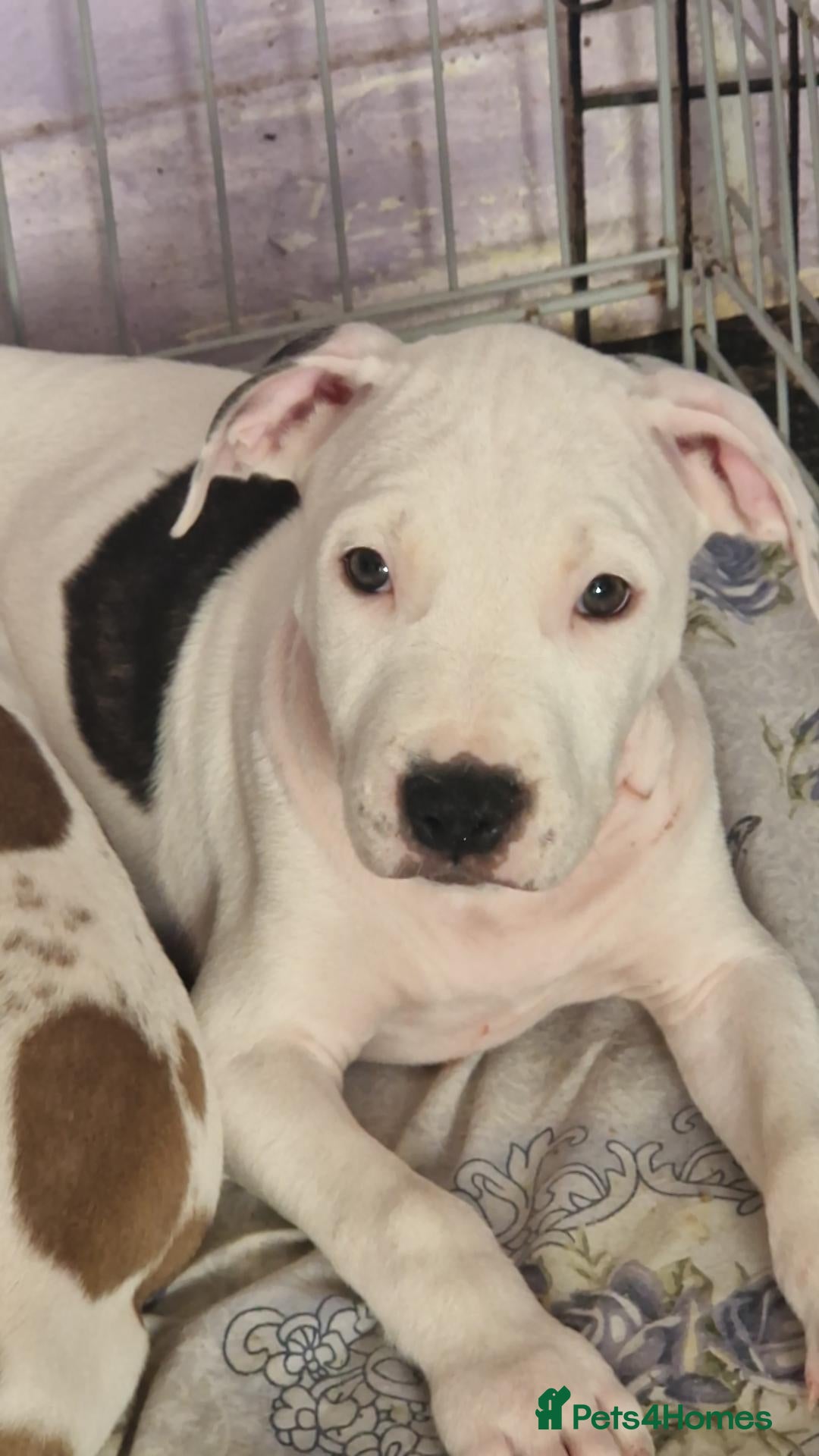 Staffordshire Bull Terrier dogs Only 2 Staffordshire puppies left! 🐶❤️ - Advert 3