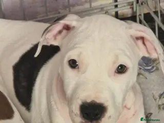 Staffordshire Bull Terrier dogs Only 2 Staffordshire puppies left! 🐶❤️ - Advert 3