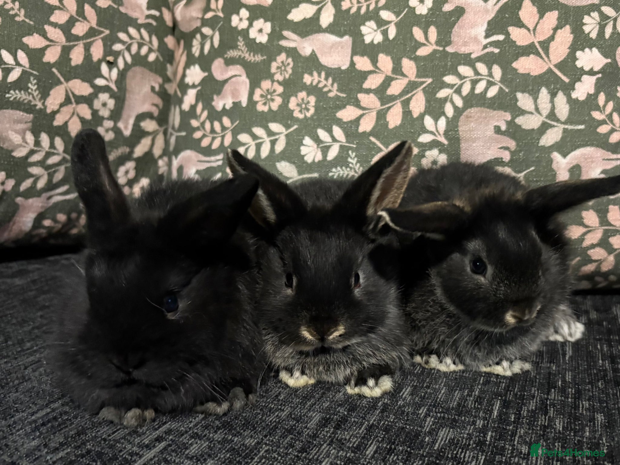 Mini Lop rabbits Baby Mini Lops  - Advert 8