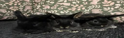 Mini Lop rabbits for sale: Baby Mini Lops  - Advert 1