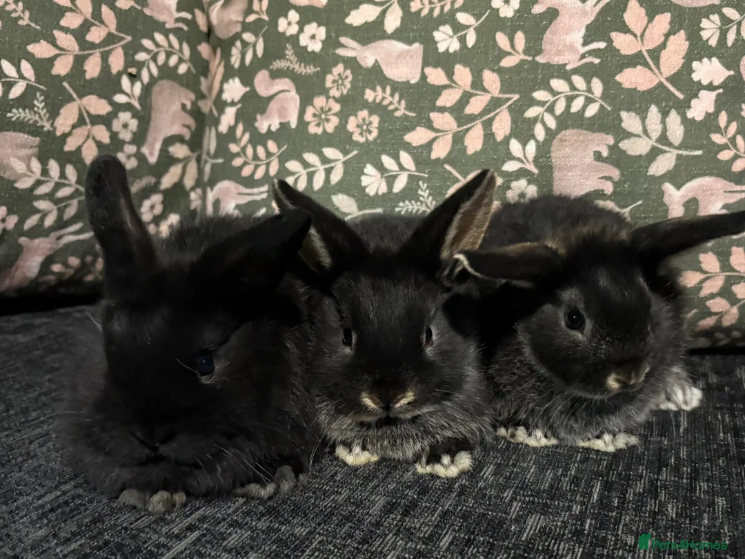 Mini Lop rabbits for sale: Baby Mini Lops  - Advert 1