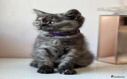 British Shorthair cats for sale: British Shorthair kittens - Image 14