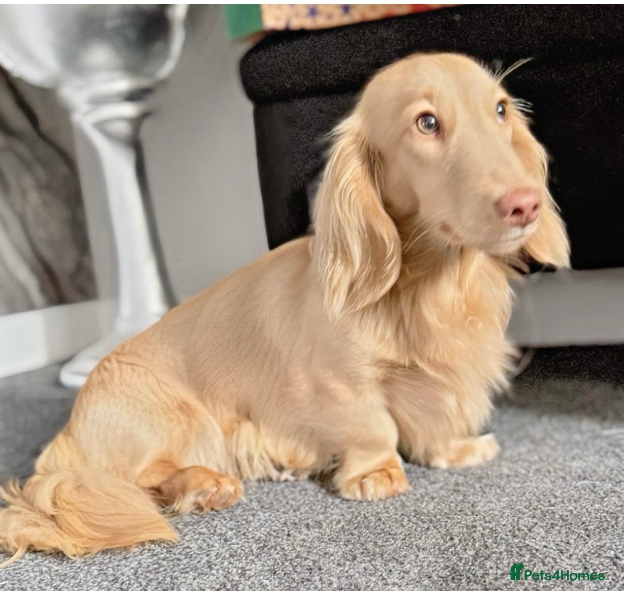 Miniature Dachshund dogs     REDUCED ⭐ last Mini Long-haired Boy• KC reg - Advert 4