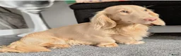 Miniature Dachshund dogs for sale: Reduced Price - Beautiful Longhair Boys Available - Advert 16