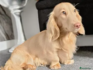 Miniature Dachshund dogs REDUCED ⭐ last Mini Long-haired Boy• KC reg - Advert 4