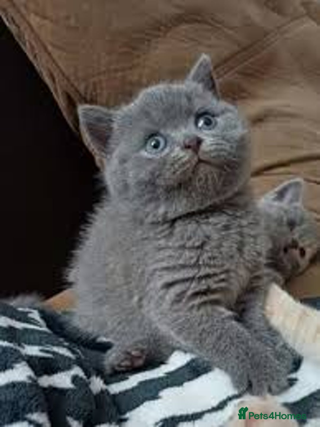 British Shorthair cats for sale: 2 beautiful BSH  kittens - Advert 4
