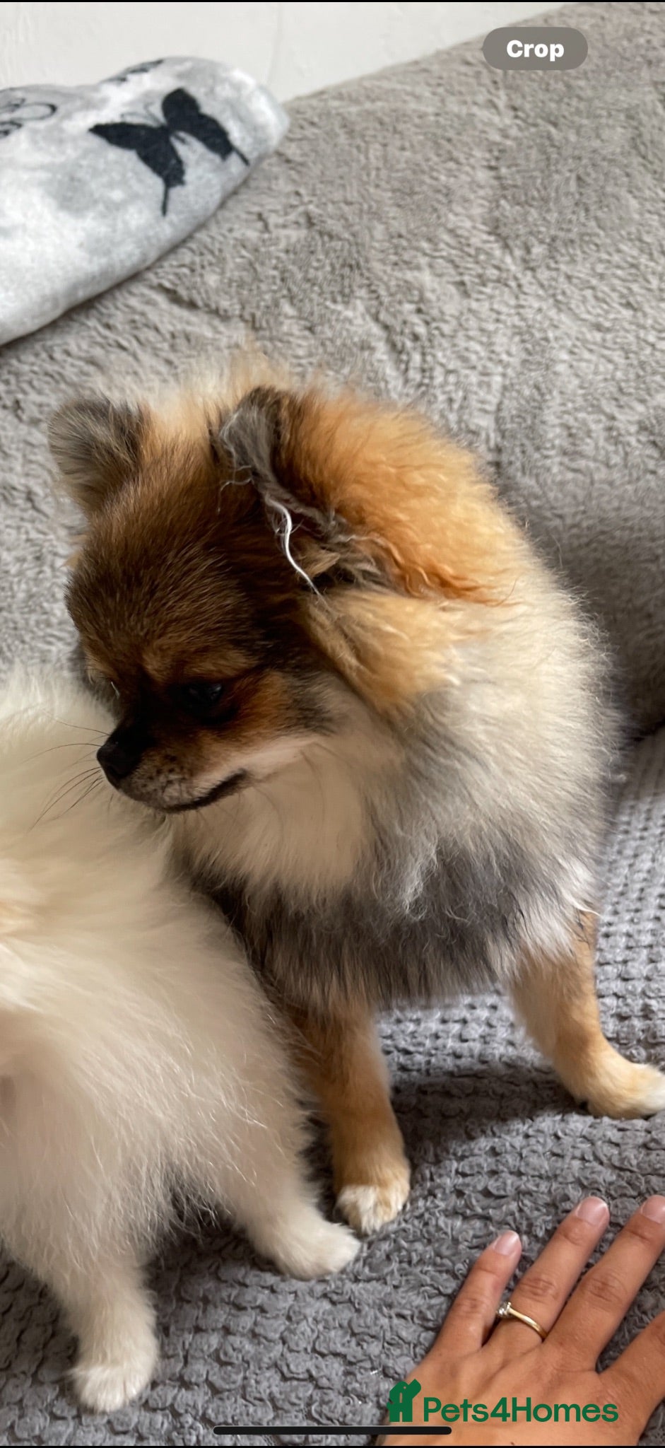 Pomeranian dogs Black Pomeranian boy - Advert 1