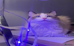 Ragdoll cats for sale: Pure Stunning Ragdoll Kittens - Image 12